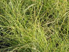 Miscanthus sinensis ‘Little Kitten Maiden Grass'