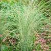 Miscanthus sinensis ‘Morning Light Maiden Grass'