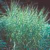 Miscanthus sinensis ‘Porcupine Maiden Grass'
