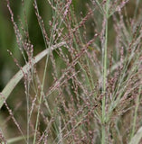 Panicum virgatum ‘Northwind Switch Grass'