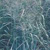 Panicum virgatum ‘Prairie Sky Switch Grass'
