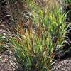 Panicum virgatum ‘Ruby Ribbons’ Switch Grass