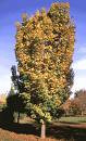 Acer platanoides 'Deborah Maple'