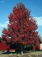 Acer rubrum 'Red Sunset Maple'