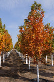 Acer saccharum 'Fall Fiesta Maple'