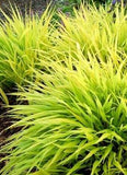 Hakonechloa macro ‘All Gold Japanese Forest Grass’