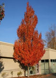 Acer rubrum 'Armstrong Maple'