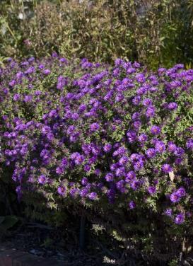 Aster novae-angliae  ‘Purple Dome Aster'