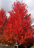 Acer x freemanii 'Autumn Blaze Maple'