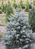 Picea pungens 'Bacheri Spruce'