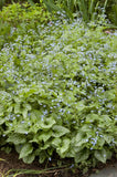 Brunnera macrophylla ‘Jack Frost Brunnera’