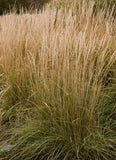 Calamagrostis acutiflora ‘Overdam Feather Reed Grass'
