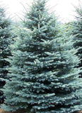 Picea pungens ‘Colorado Spruce'