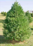 Pinus strobus 'Eastern White Pine'