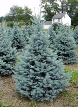 Picea pungens ‘Fat Albert Spruce'
