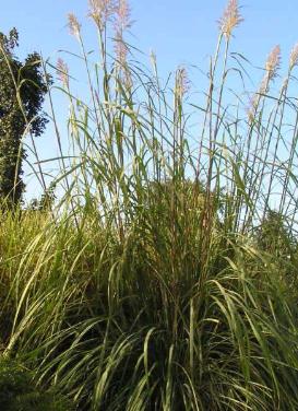 Erianthis ravennae ‘Hardy Pampas Grass'