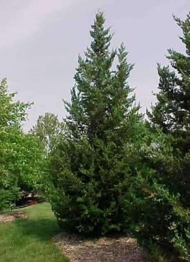 Juniperus chinensis 'Hetz Columnar Juniper'