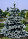 Picea pungens ‘Hoopsi Spruce'