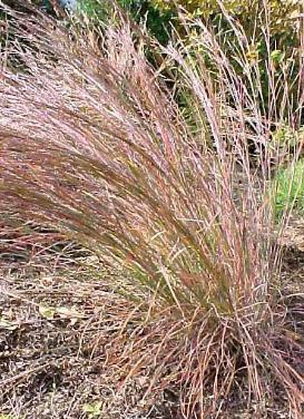 Schizachyrium scoparium ‘Little Bluestem Grass'