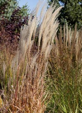 Miscanthus sinensis ‘Purpurascens Flame Grass'