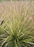 Deschampsia cespitosa ‘Northern Lights Grass'