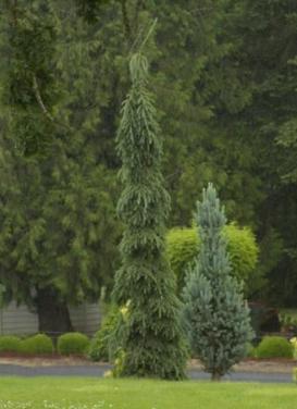 Picea glauca pendula ‘Weeping White Spruce'
