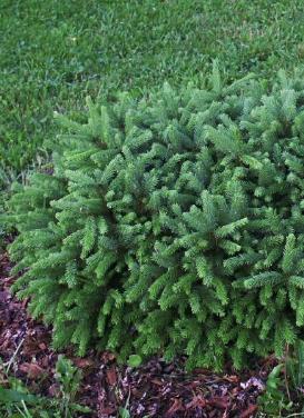 Picea abies 'Pumila Dwarf Norway Spruce'
