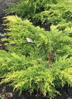 Juniperus x pfitzeriana ‘Saybrook Gold Juniper'