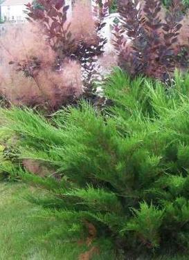 Juniperus chinensis ‘Sea Green Juniper'