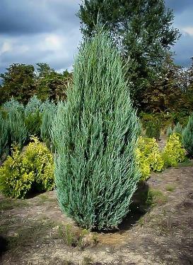 Juniperus virginiana 'Skyrocket Juniper'