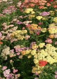 Achillea millefolium ‘Summer Pastels Yarrow'