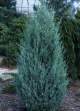 Juniperus scopulorum 'Wichita Blue Juniper'